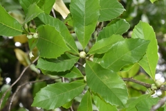 Doliocarpus sessiliflorus
