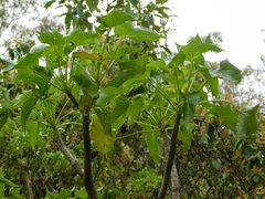 Pittocaulon praecox