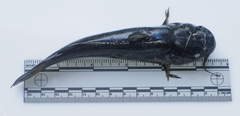 Ameiurus