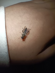 Exaireta spinigera