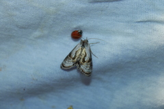 Chrysanympha formosa