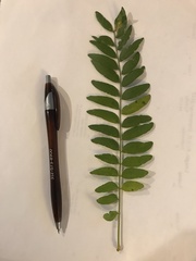 Gleditsia triacanthos