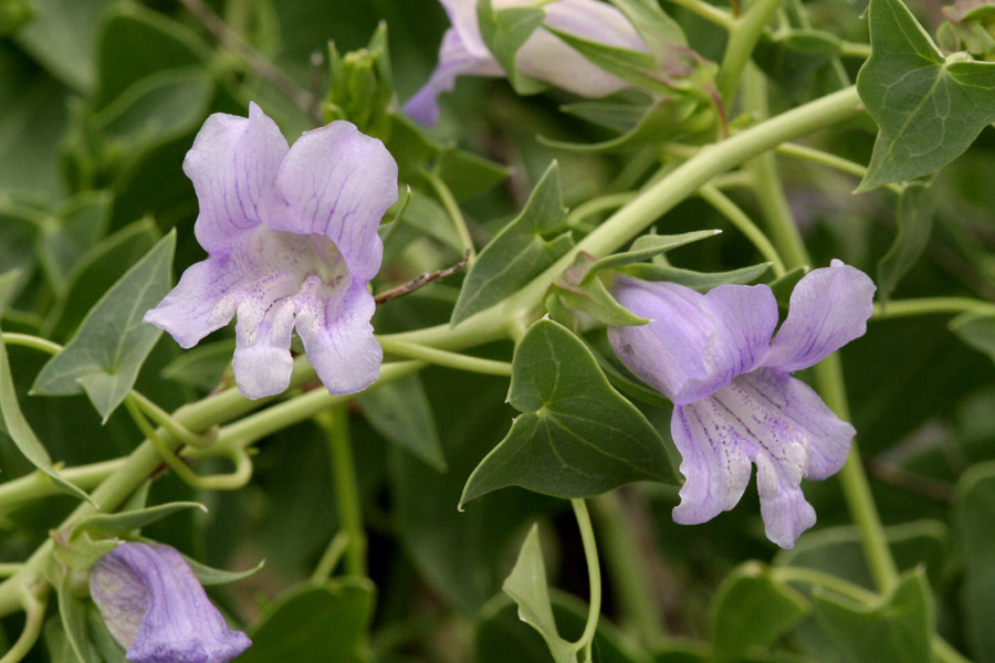 Epixiphium wislizeni