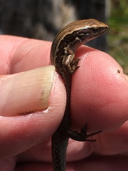 Oligosoma polychroma