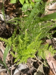 Asparagus setaceus