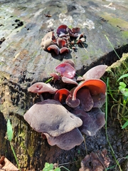 Auricularia cornea