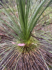 Xanthorrhoea
