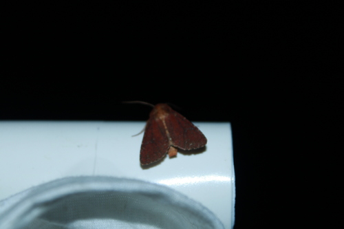 Maroonwing Moth photo 4