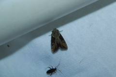 Lateroligia ophiogramma