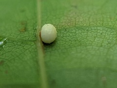 Zopheroteras