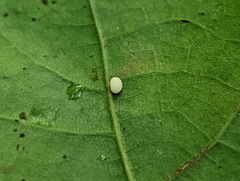 Zopheroteras