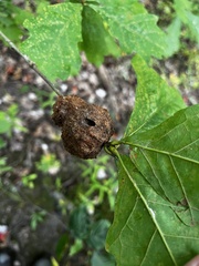 Callirhytis seminator
