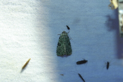 Leuconycta diphteroides
