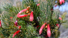 Melaleuca eriocarpa