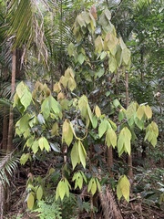 Neolitsea dealbata