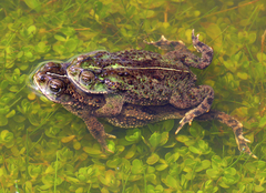 Rhinella dorbignyi
