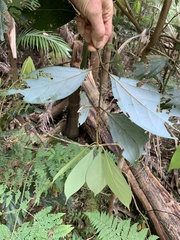 Neolitsea dealbata
