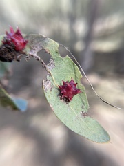 Cynips quercusechinus