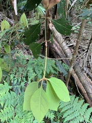Neolitsea dealbata