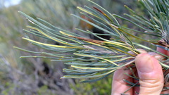 Banksia sphaerocarpa
