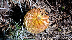 Banksia sphaerocarpa