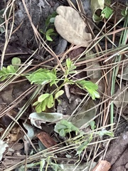 Phyllanthus urinaria