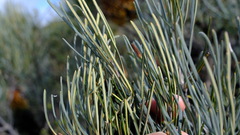 Banksia sphaerocarpa