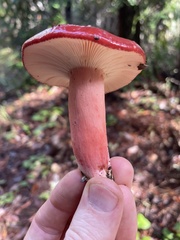 Russula rhodocephala