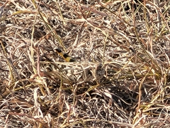 Hippiscus ocelote