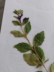 Scutellaria dumetorum