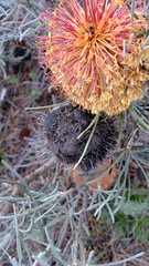 Banksia sphaerocarpa