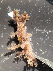 Dendronotus