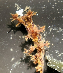 Dendronotus