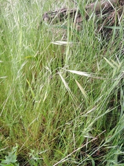 Festuca bromoides