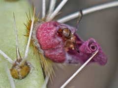 Diacrita costalis
