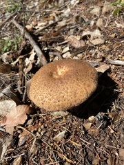 Polyporus