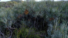 Banksia sphaerocarpa