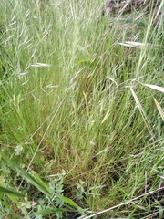 Festuca bromoides