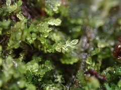 Cephalozia bicuspidata