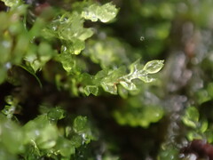 Cephalozia bicuspidata