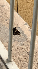 Catasticta teutila