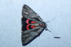 Catocala coccinata