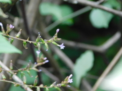 Plumbago pulchella