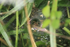 Agelena labyrinthica