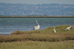 Pelecanus crispus