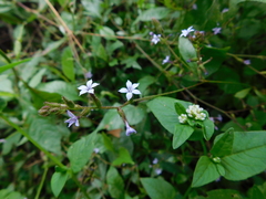 Plumbago pulchella