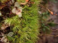 Ditrichum heteromallum