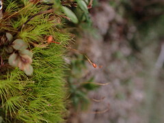 Ditrichum heteromallum