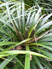 Freycinetia banksii