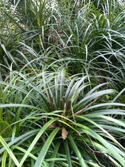 Freycinetia banksii